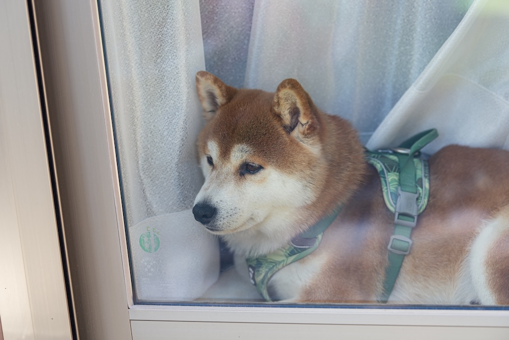 犬